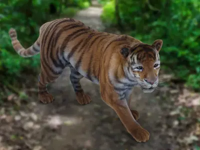 Fur Tiger Panther Rigged in Blender  Low-poly 3D model