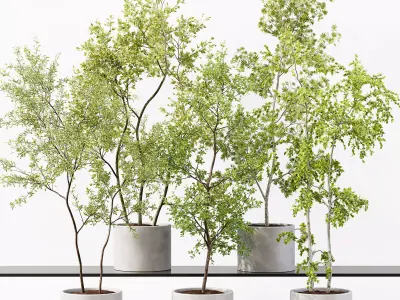 Collection Indoor Plants 018 3D model