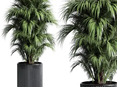 Collection indoor plant ficus lyrata monstera palm concrete dirt 3D model