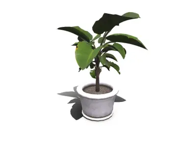 Indoor Plant Low-poly PBR Low-poly 3D model