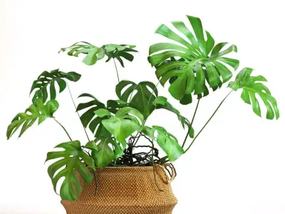 Monstera plant in wicker basket 3D model