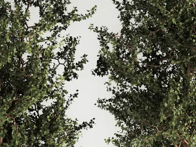 Trees In Concrete Vases And Pots For Exterior 1130 3D model