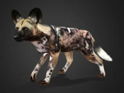 African Wild Dog Realistic Animated 3D model