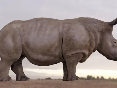 Rhino Animated and Rigged  Low-poly 3D model
