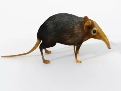 Shrew Elephant Low-poly 3D model