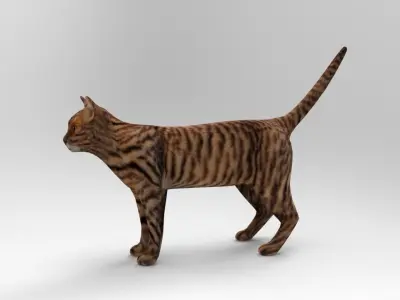 3d Wild Cat model  Low-poly 3D model