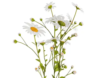 Set of bouquets of white wildflowers chamomile daisies 414 3D model