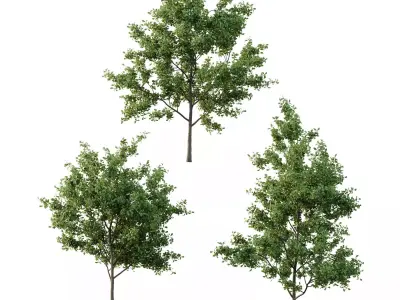 Excellent collection of Tree plants 18 Different Models 0024