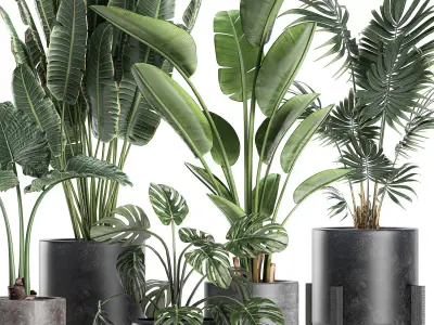 Plants in a black pot for the interior 658 3D model