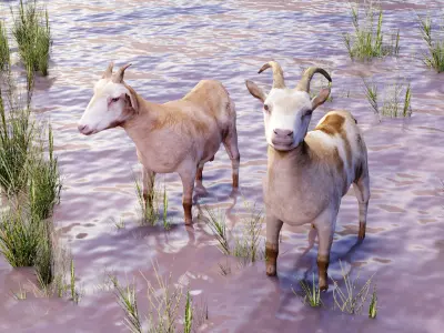 Goat - Male and Female Low-poly 3D model