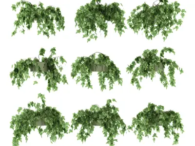 Ivy in pot 9 models 3D model