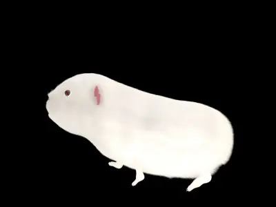 guinea pig 3D model