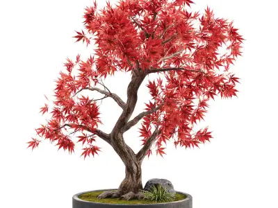 Bonsai plant 02 3D model