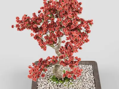 Sakura Bonsai tree 02 3D model