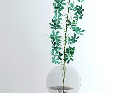 Schefflera Single 3D model