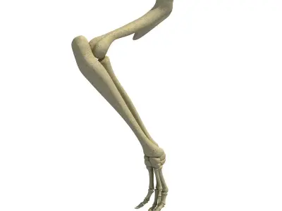 Anatomic Rat Animal Leg Skeleton  3D model