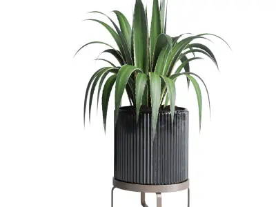 Collection indoor plant ficus lyrata monstera palm concrete dirt 3D model