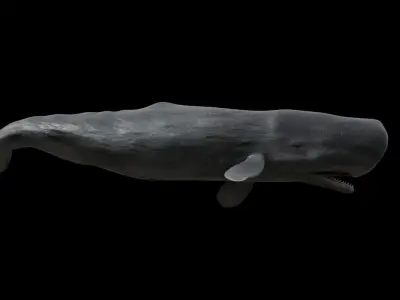 Sperm whale - cachalot Low-poly 3D model