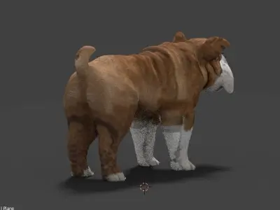 bulldog 3D model