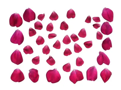Rose Petals 3D model