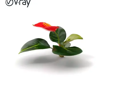 Anthurium Red Glossy Petals model pack Low-poly 3D model