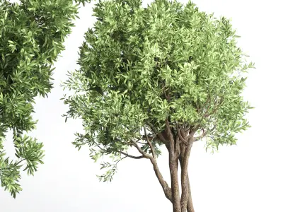 Collection Indoor plant 132 vase handmade pottery plant tree pot 3D model