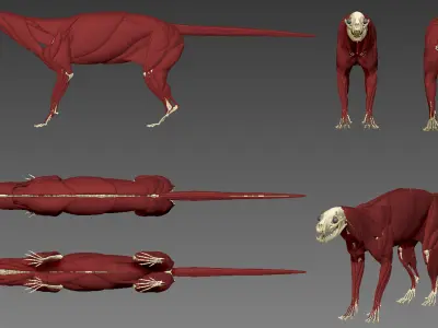 African Civet    Civettictis civetta 3D model