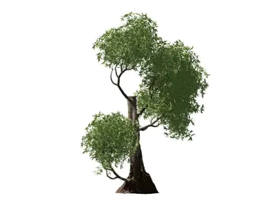 Decorative Out Door Tree Low-poly 3D model