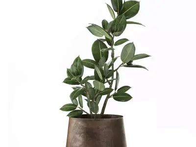 Ficus in a flowerpot for the interior 918 3D model