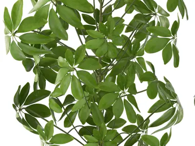 Schefflera arboricola 3D model