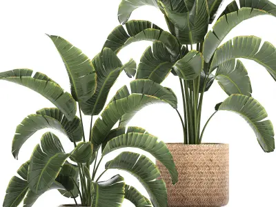 Banana palm in a rattan basket 777 3D model