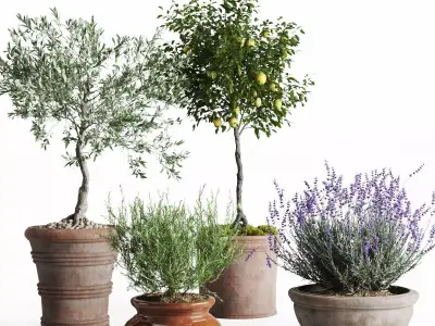 Mediterranean Patio Plant Set 3D model