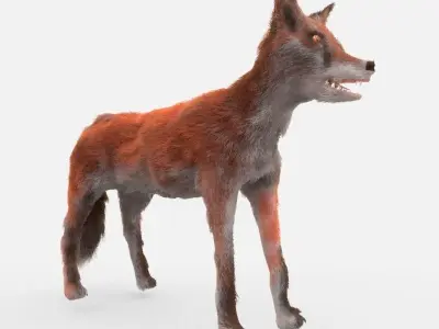 Red Fox Low-poly 3D model