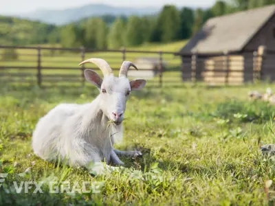 Goat 01 Animated VFX Grace 3D model