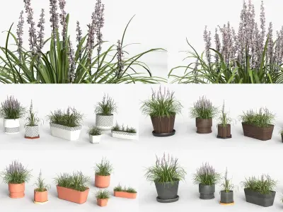 Collection of Liriope grass Plants Vol 05 3D model