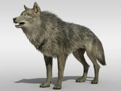 Wolf Realistic with fur and Rigged Low-poly 3D model
