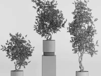 Plants collection 736 3D model