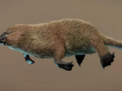 Platypus  3D model