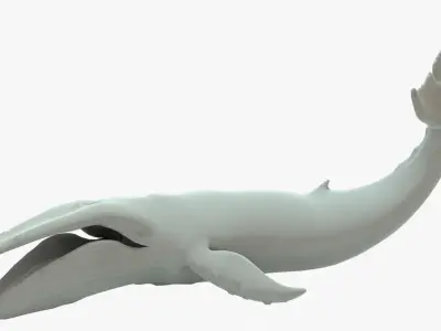 Humpback Whale Rigged Basemesh Low-poly 3D model