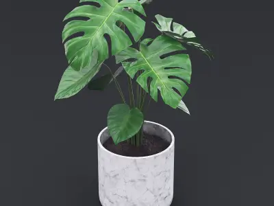 Cheese Plant II 3D model