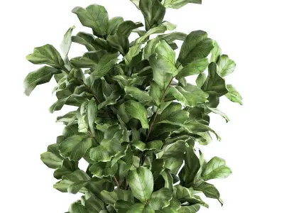 Ficus lyrata trees in a pot for the interior 856 3D model
