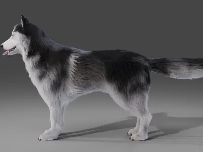 Fur Husky Rigged in Blender Low-poly 3D model