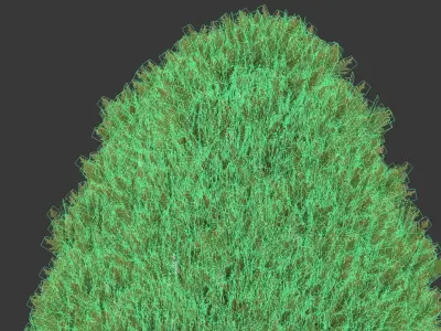 Golden oriental arborvitae Nr1 Five sizes 2-6m 3D model