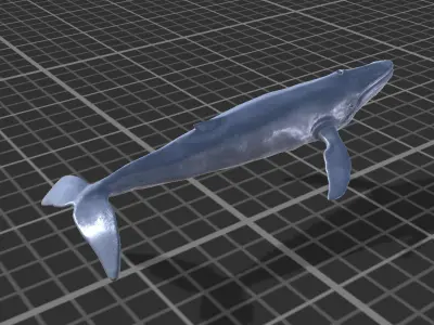 Blue Whale  Low-poly 3D model buy