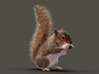 SQUIRREL ANIMATED XGEN CORE 3D model