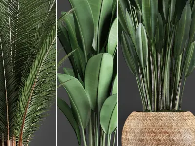 Collection Exotic plants 360 3D model