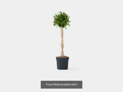 Collection of Houseplants - 5 Models