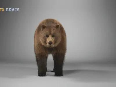 Brown Bear Female   UE Character Asset 3D model