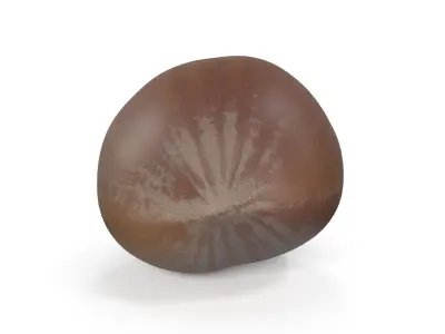 Realistic Hazelnut 3D model acorn stool 3D model