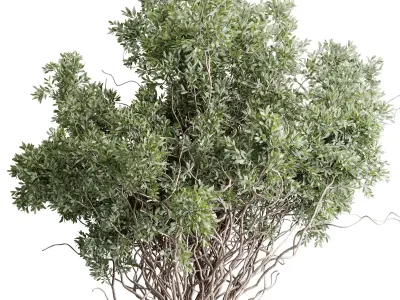 Indoor Plant Set 499 - Tree in old concrete pot 3D model